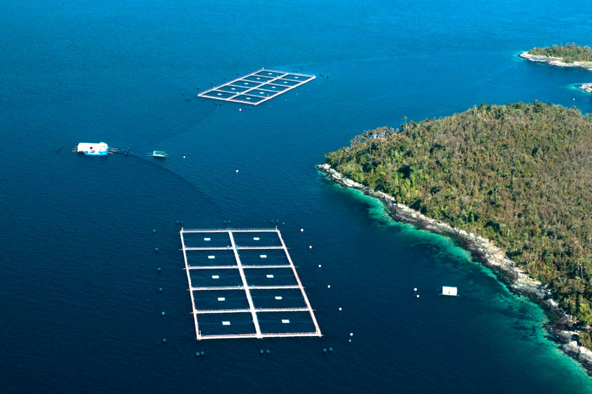 industria salmonera Nova Austral