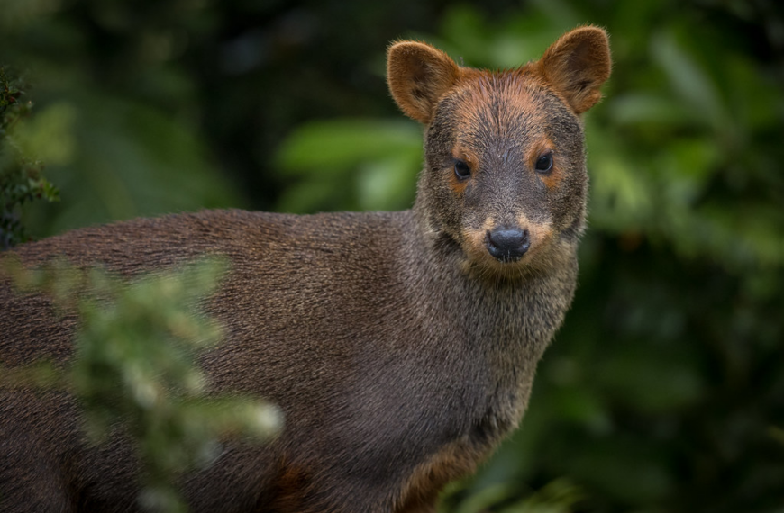 Pudú en el Parque Nacional Chiloé: Un hallazgo importante