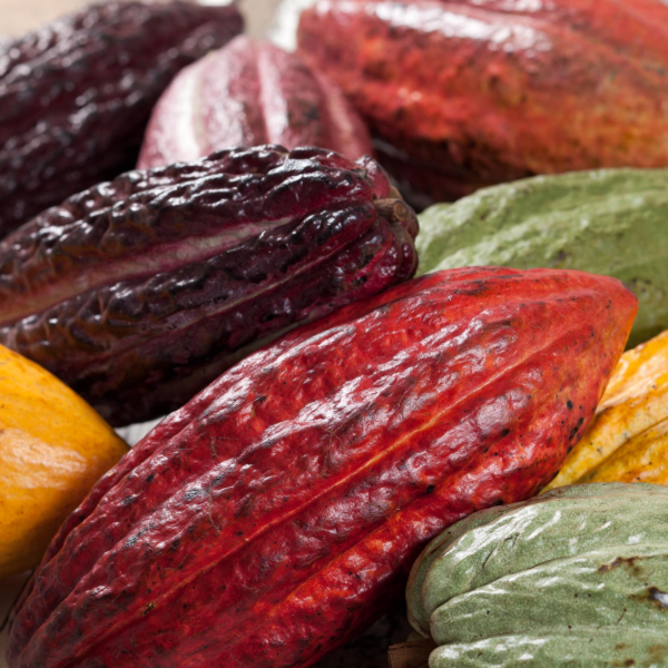 Cacao: Retos y Oportunidades de una Cultura Milenaria