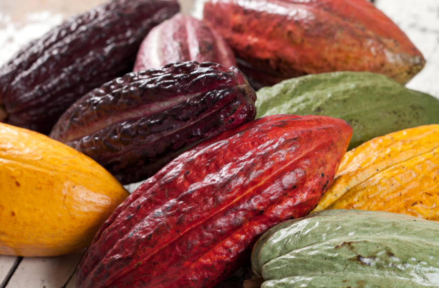 Cacao: Retos y Oportunidades de una Cultura Milenaria