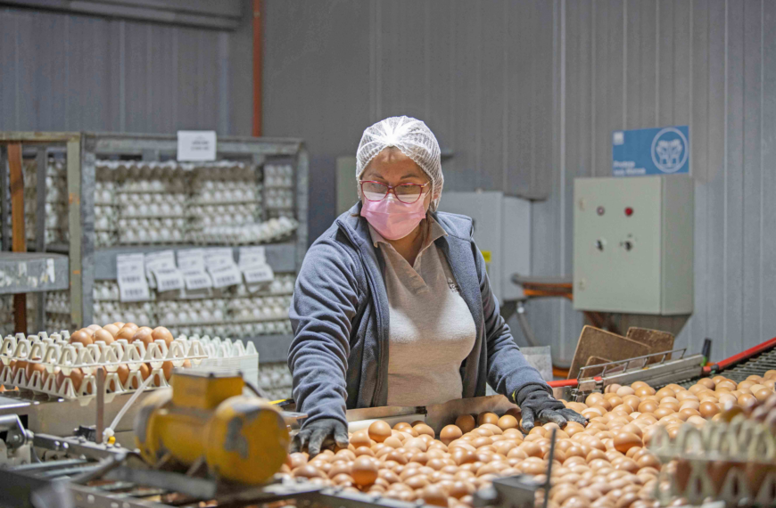 Producción de huevos en Chile: Análisis 2024