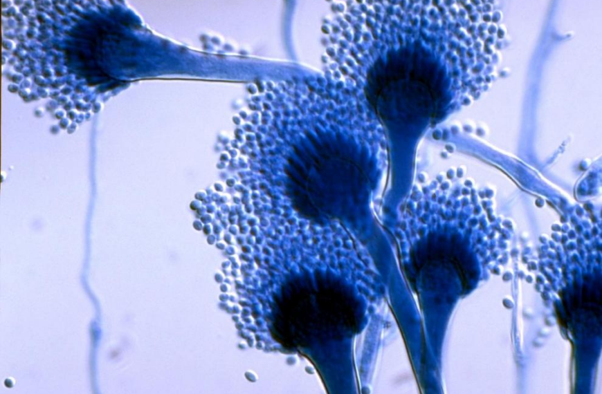 Hongo Aspergillus: Cierre de cinco pabellones en el hospital