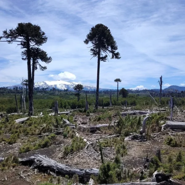 Incendios Forestales: Estrategias Innovadoras Para Su Gestión