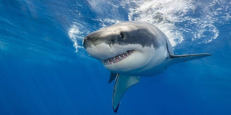 Tiburones: Desmansando Mitos y Realidades de su Pesca