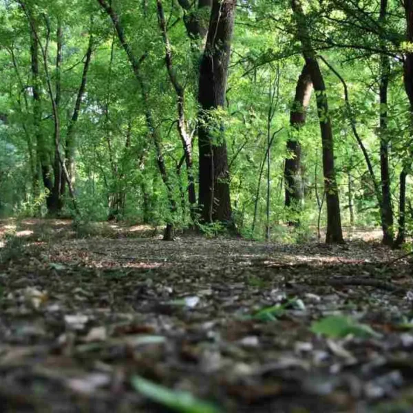 Protección de Suelos: La Clave para un Futuro Sostenible