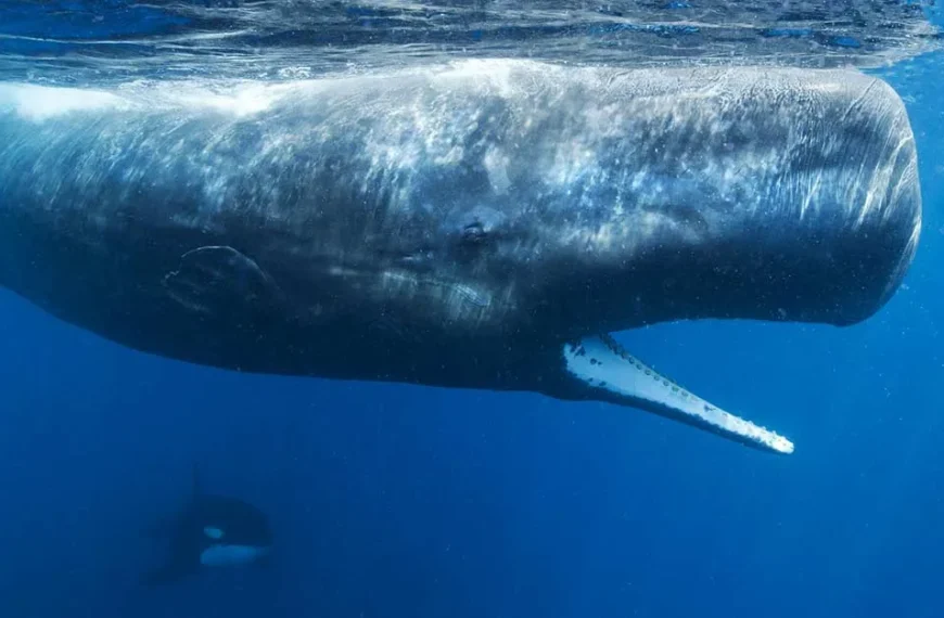 Día Mundial de las Ballenas y Delfines: Celebración en Chile