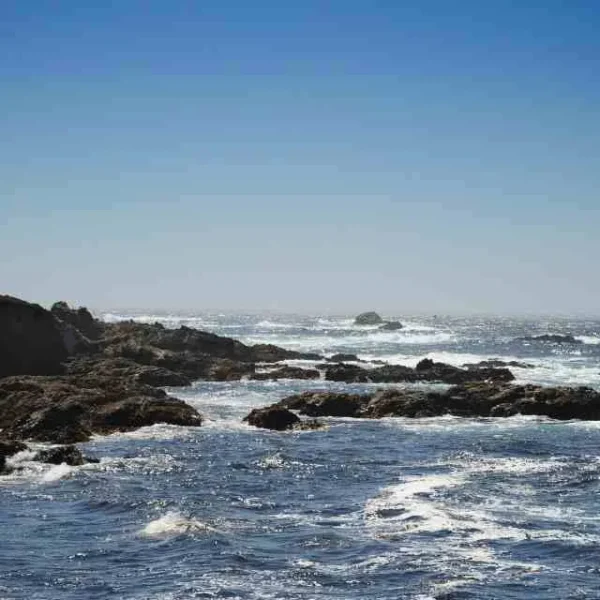 Terremotos y tsunamis: Impacto en la biodiversidad marina