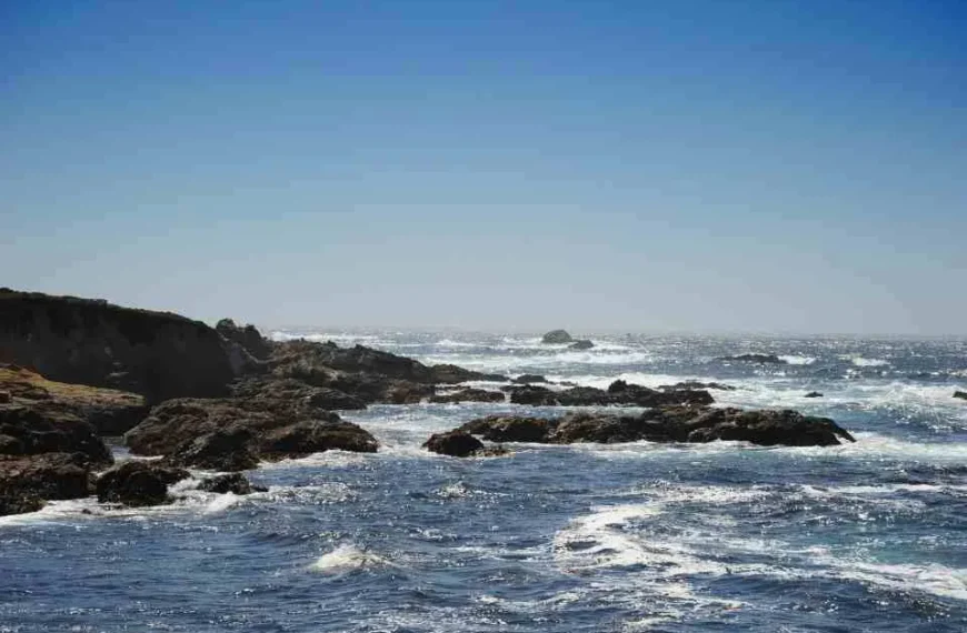 Terremotos y tsunamis: Impacto en la biodiversidad marina