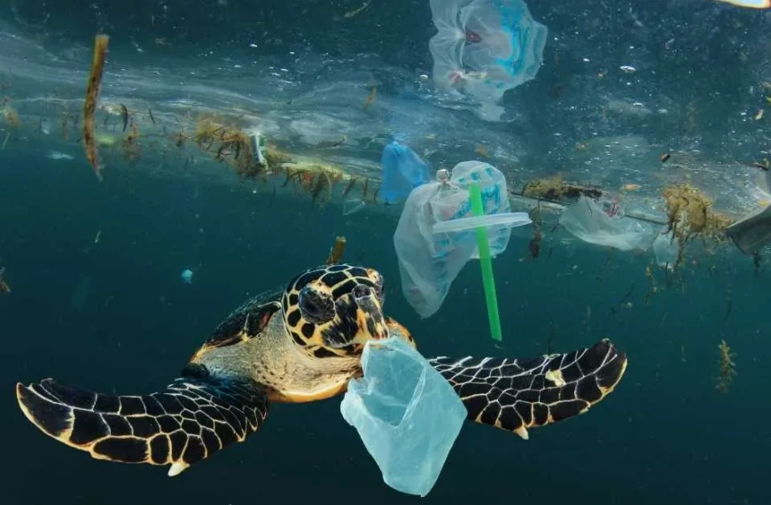 Inovación en Plásticos: Proyecto para América Latina