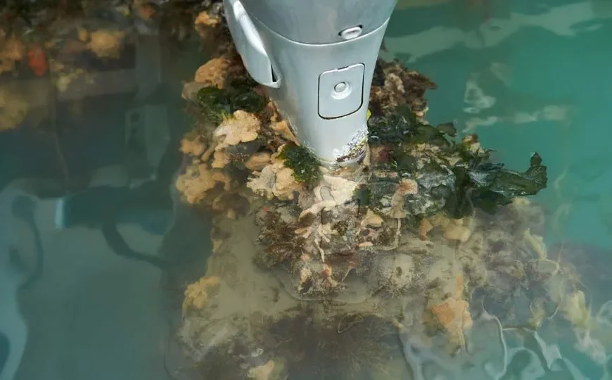 Riesgos de Invasiones Biológicas en Puertos Chilenos