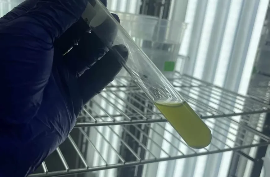 Nanopartículas de Dióxido de Titanio y su Impacto Ambiental