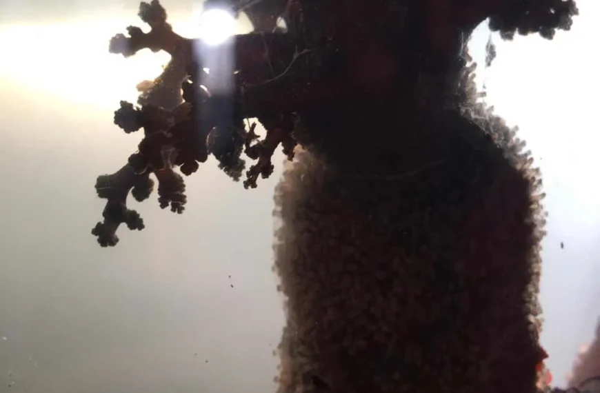 Pepino de mar: Propiedades y usos de saponinas anticancerígenas