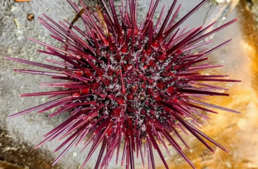 Erizo negro: impacto ambiental y reducción de langostas