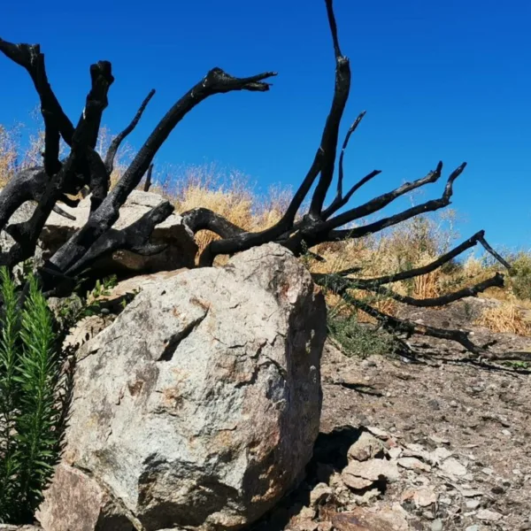 Incendios Forestales: ¿Cómo el Cambio Climático Impacta a Chile?