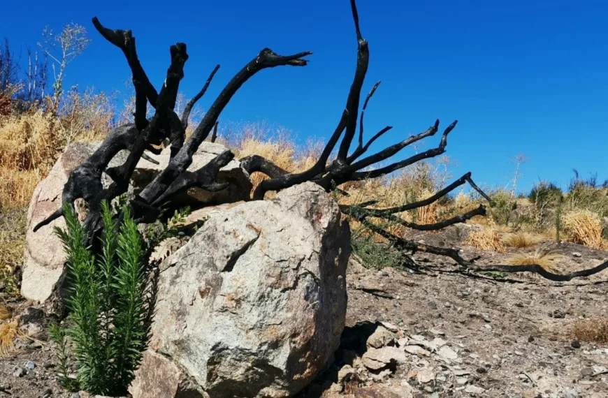 Incendios Forestales: ¿Cómo el Cambio Climático Impacta a Chile?