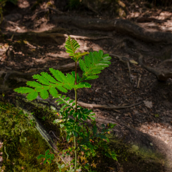 El monitoreo de biodiversidad que respalda la gestión forestal de Arauco