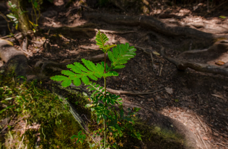 El monitoreo de biodiversidad que respalda la gestión forestal de Arauco